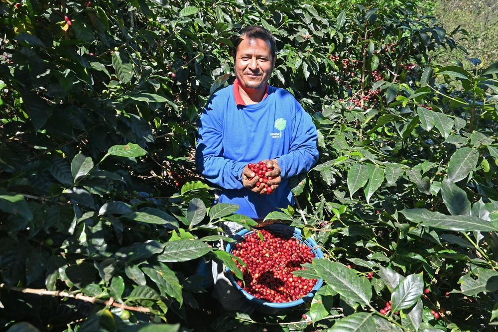 BIO káva | Guatemala AAPICUC | Espresso